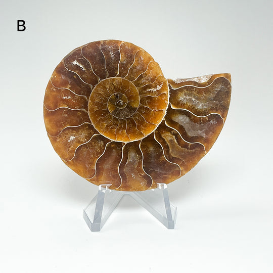 Chambered Ammonite