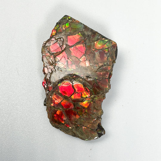 Ammolite Specimen