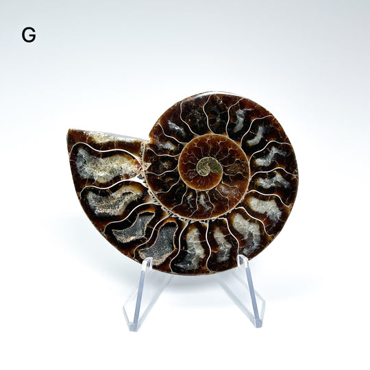 Chambered Ammonite - Rocks and Gems Canada