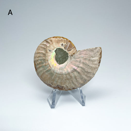 Chambered Ammonite
