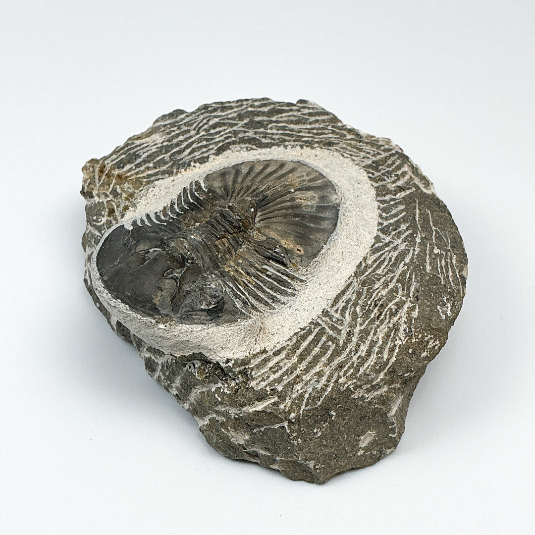 Trilobite Scutellum Fossil