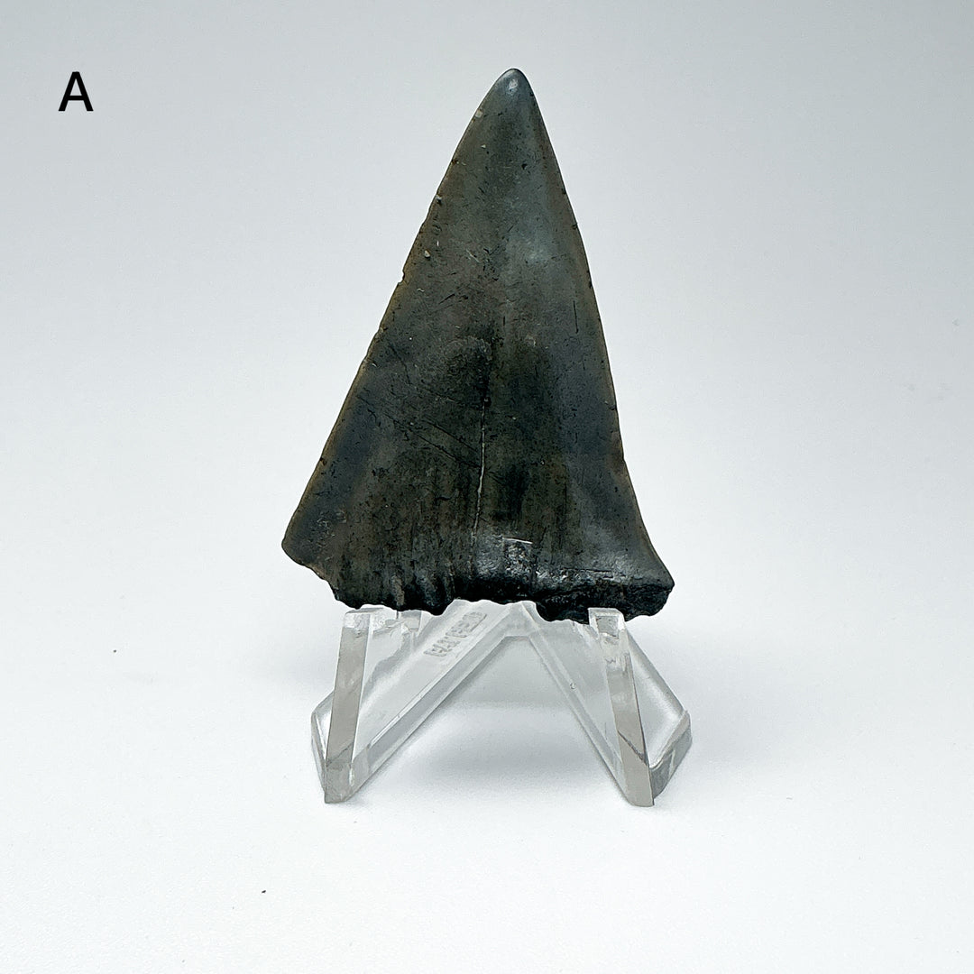 Fossilized Shark Tooth Specimen: Extinct Great White Shark