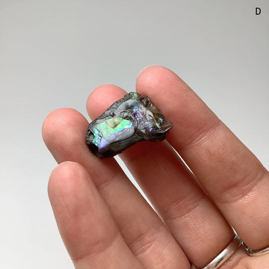 Ammolite Specimen - Rocks and Gems Canada