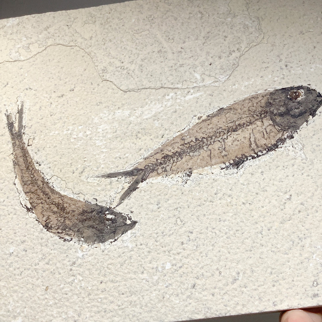 Fish Fossil - Rocks and Gems Canada