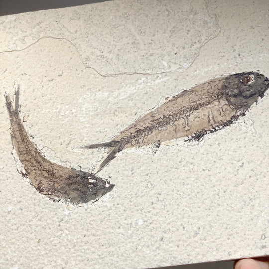 Fish Fossil - Rocks and Gems Canada