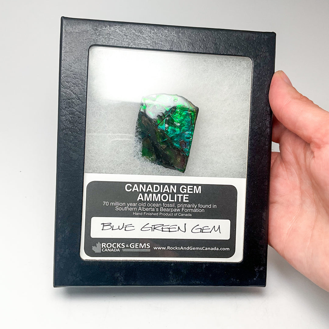 Ammolite Gem Display Box - Rocks and Gems Canada