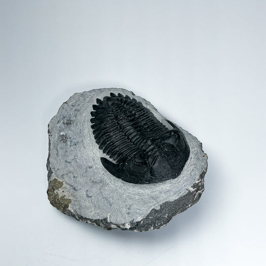 Trilobite Hollardops Fossil