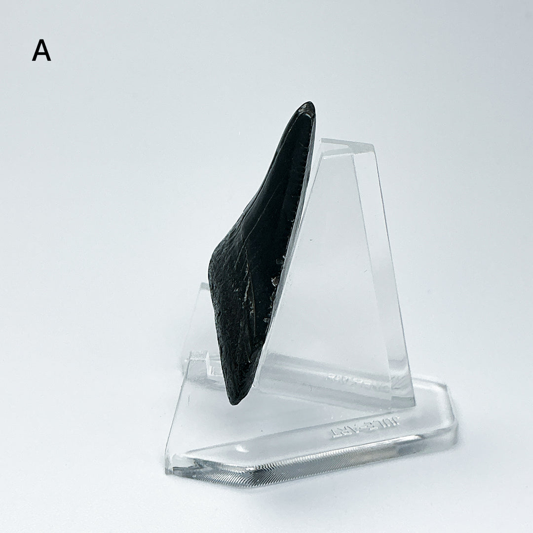 Fossilized Shark Tooth Specimen: Carcharodon Megalodon
