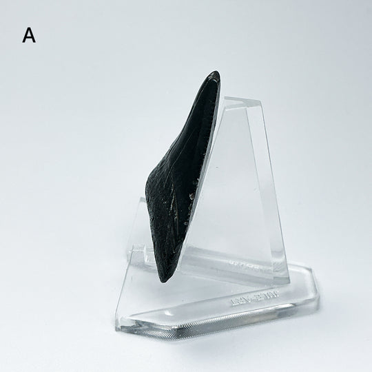 Fossilized Shark Tooth Specimen: Carcharodon Megalodon