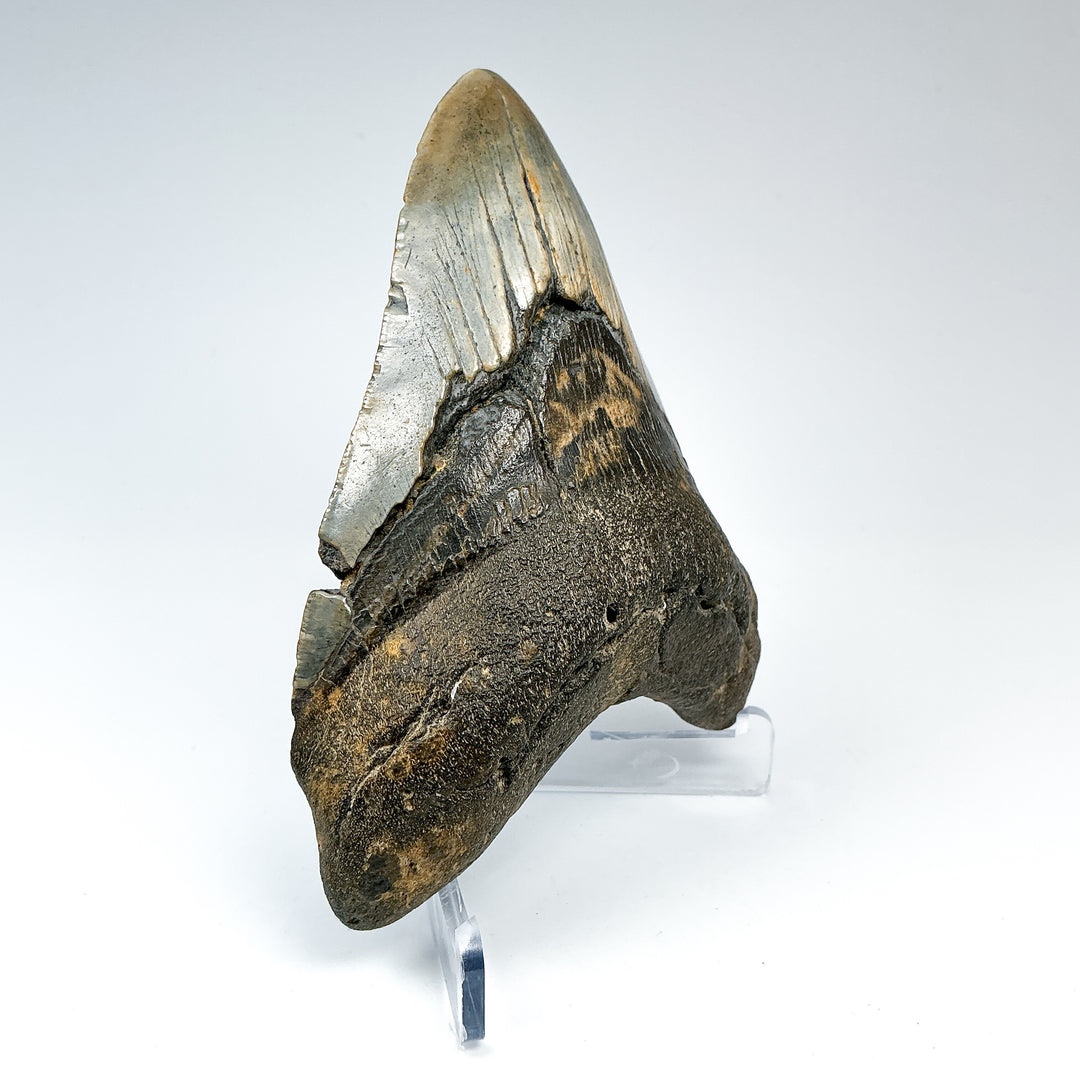 Fossilized Shark Tooth Specimen: Carcharodon Megalodon - Rocks and Gems Canada