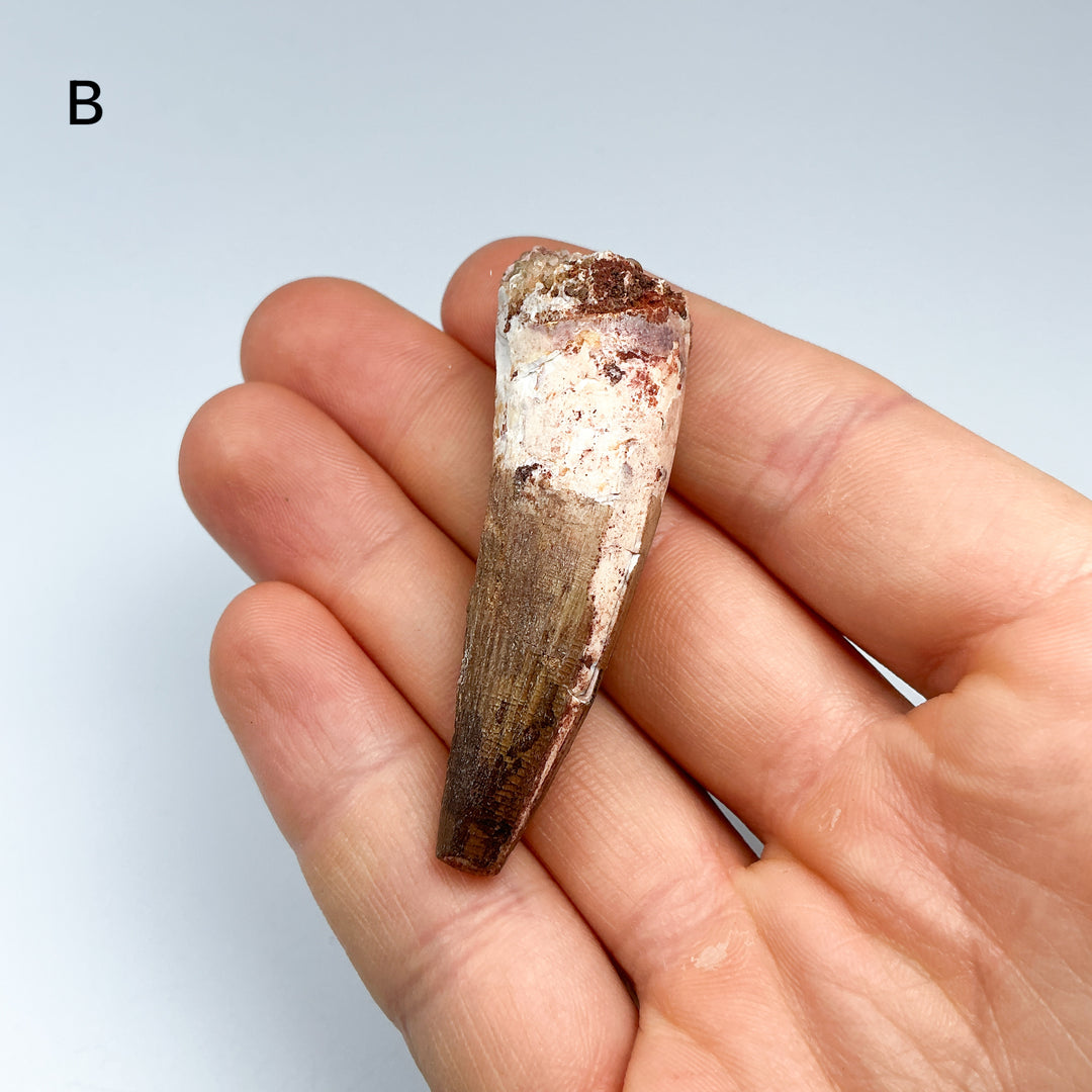 Fossilized Spinosaurus Tooth Specimen