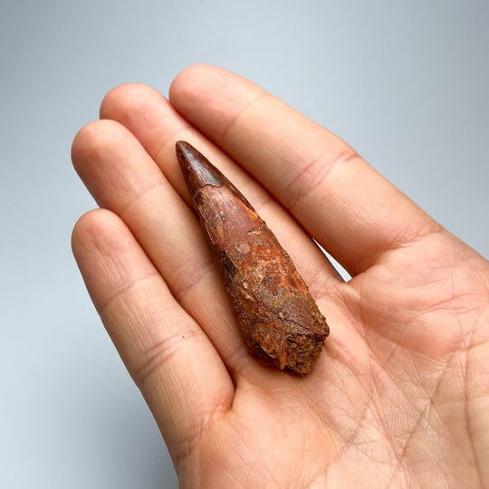 Fossilized Spinosaurus Tooth Specimen