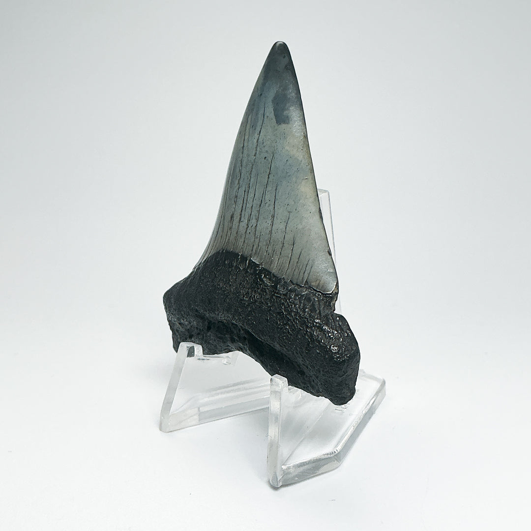 Fossilized Shark Tooth Specimen: Carcharodon Megalodon