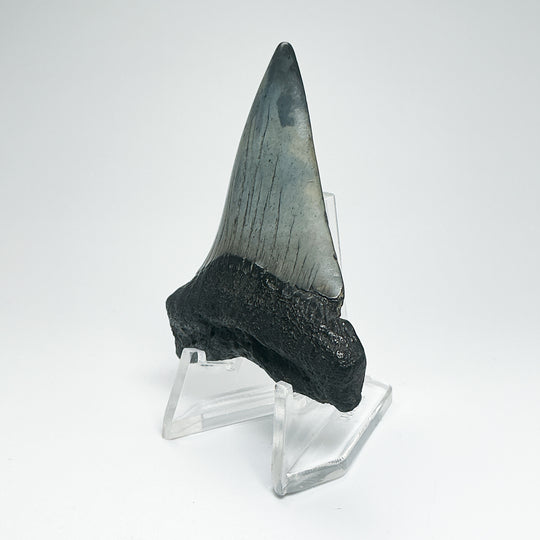 Fossilized Shark Tooth Specimen: Carcharodon Megalodon