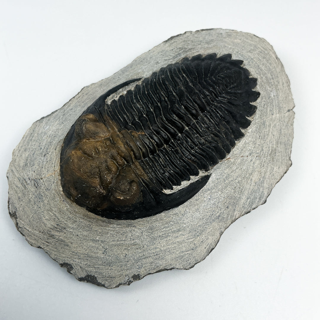 Trilobite Hollardops Fossil