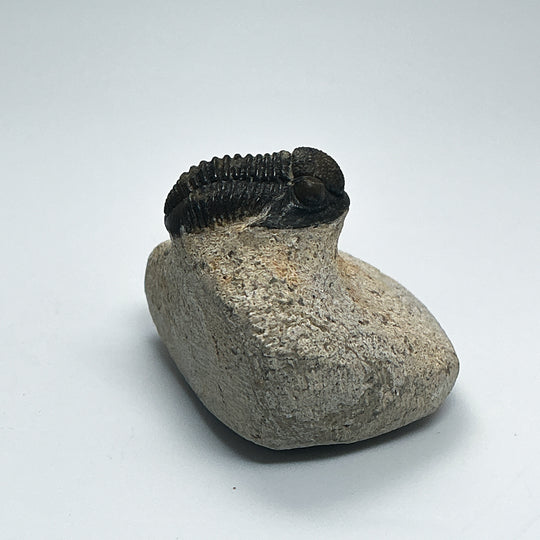 Trilobite Proetus Fossil