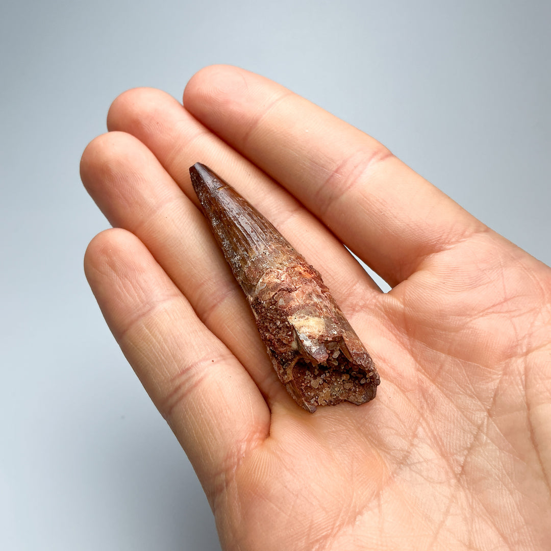 Fossilized Spinosaurus Tooth Specimen