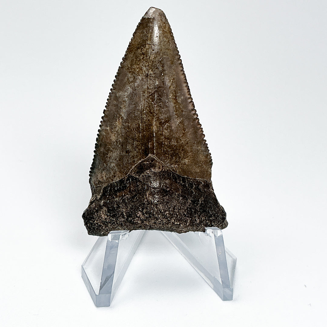 Fossilized Shark Tooth Specimen: Great White Shark