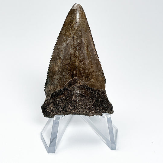 Fossilized Shark Tooth Specimen: Great White Shark
