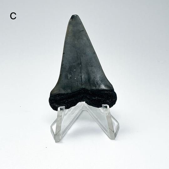 Fossilized Shark Tooth Specimen: Extinct Great White Shark