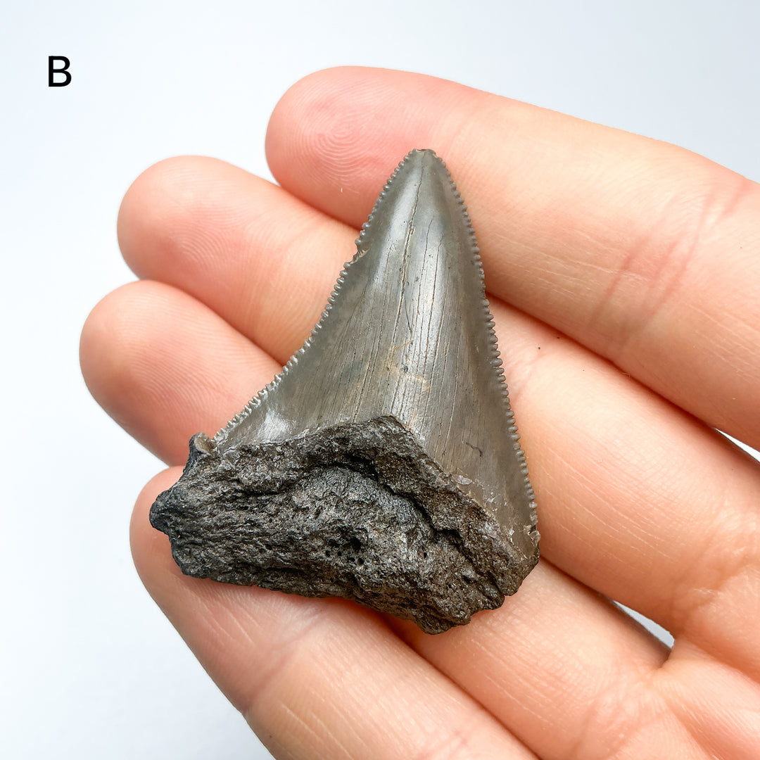 Fossilized Shark Tooth Specimen: Carcharodon Megalodon