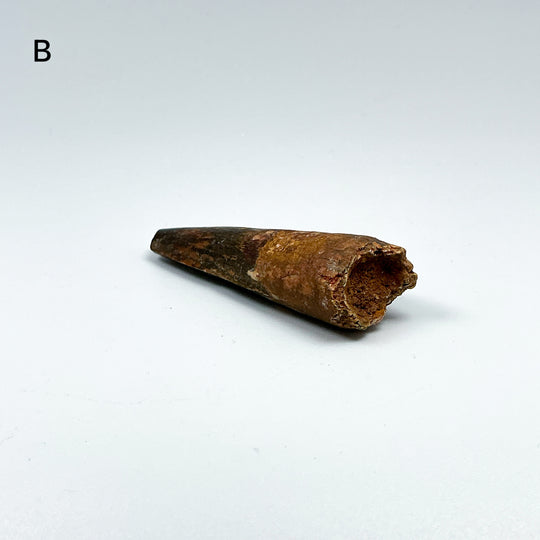 Fossilized Spinosaurus Tooth Specimen