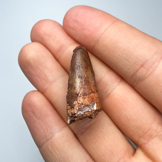 Fossilized Spinosaurus Tooth Specimen