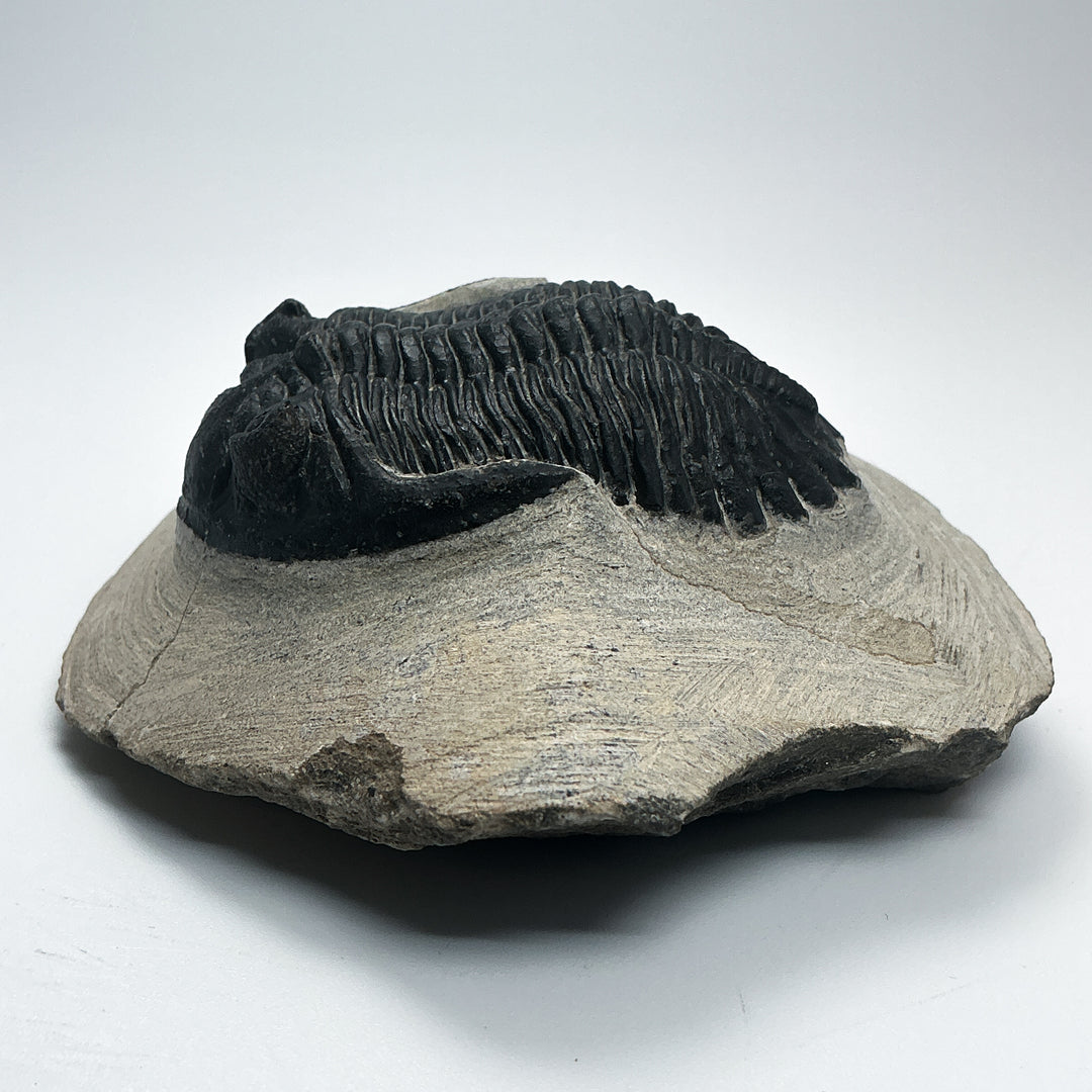 Trilobite Hollardops Fossil