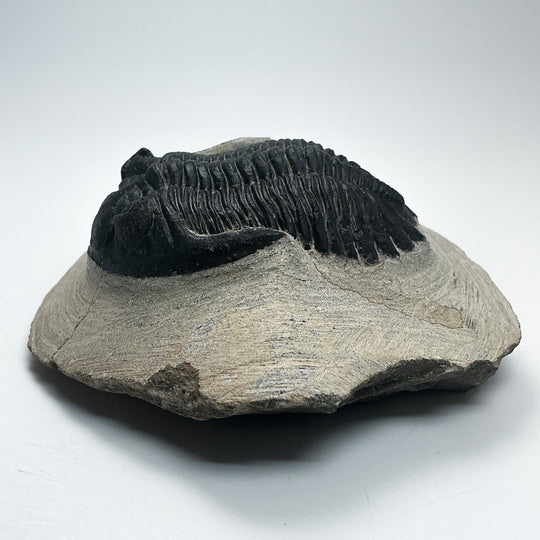 Trilobite Hollardops Fossil