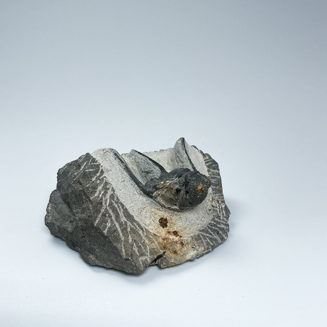 Trilobite Otarion Fossil