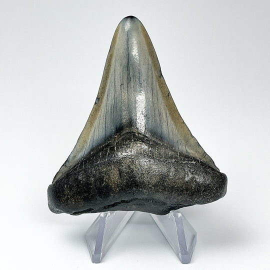 Fossilized Shark Tooth Specimen: Carcharodon Megalodon