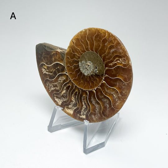 Chambered Ammonite