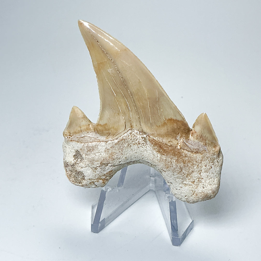 Fossilized Otodus/Lamna Shark Tooth Specimen