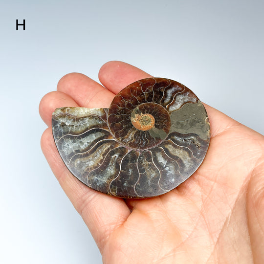 Chambered Ammonite - Rocks and Gems Canada