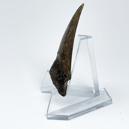 Fossilized Shark Tooth Specimen: Great White Shark