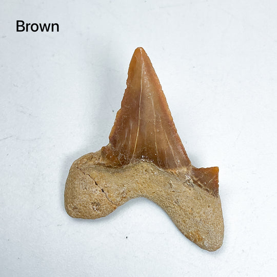 Fossilized Otodus/Lamna Shark Tooth Specimen