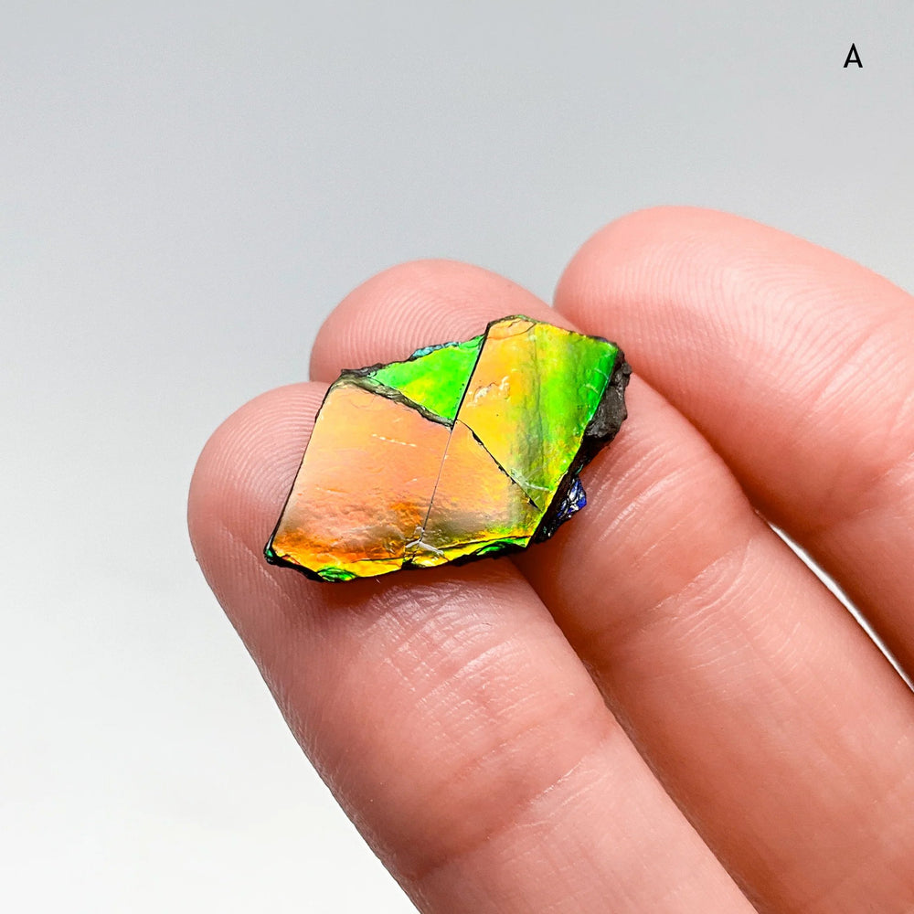 Ammolite Specimen