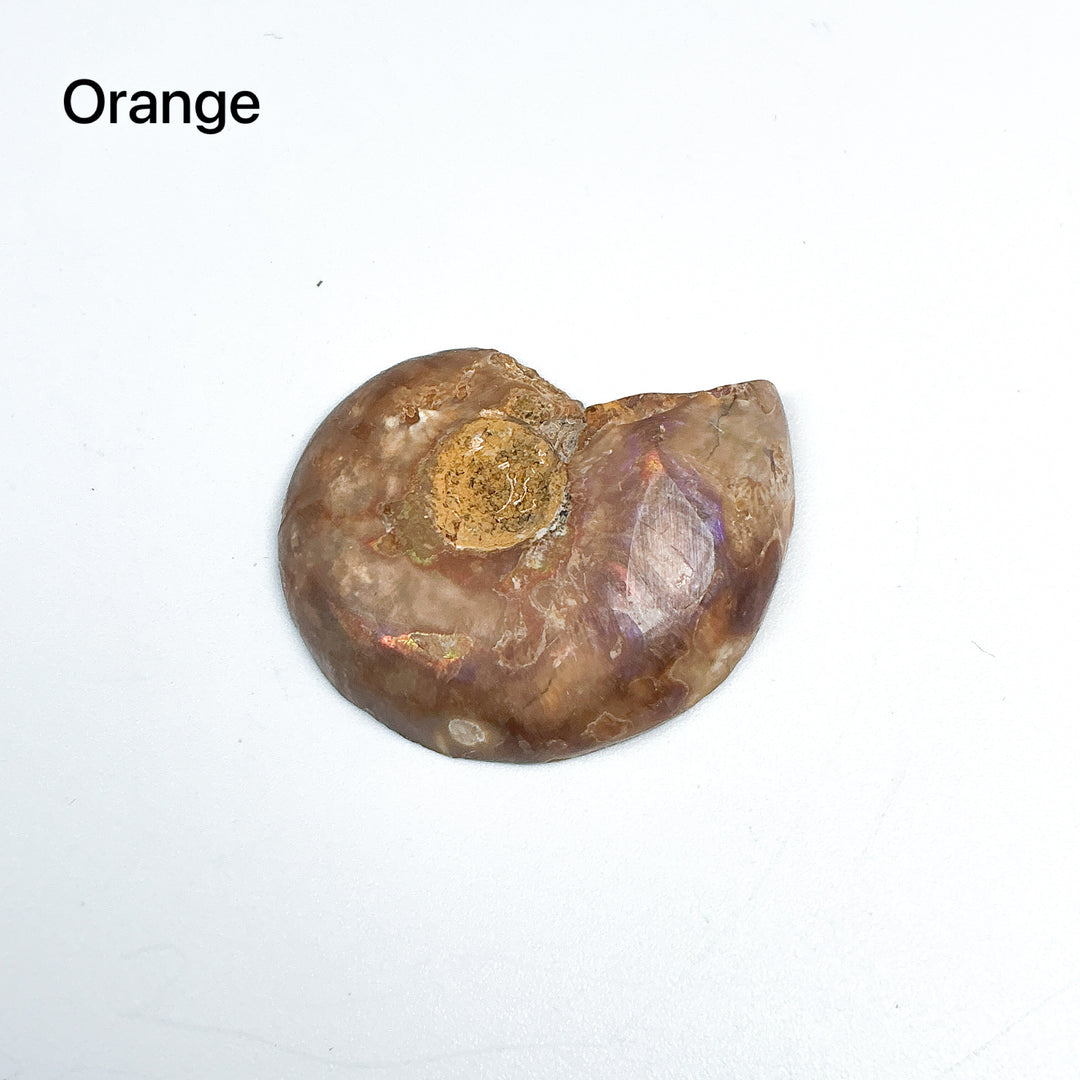 Chambered Ammonite - Rocks and Gems Canada