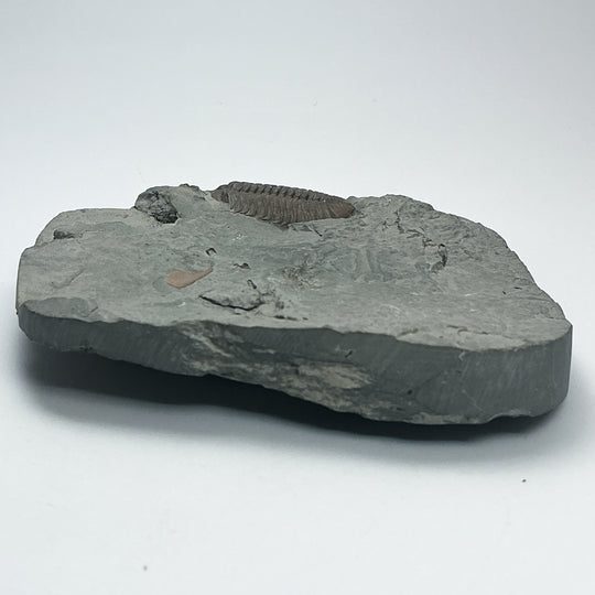 Trilobite Flexicalymene Fossil