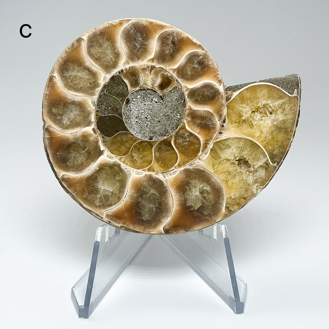 Chambered Ammonite