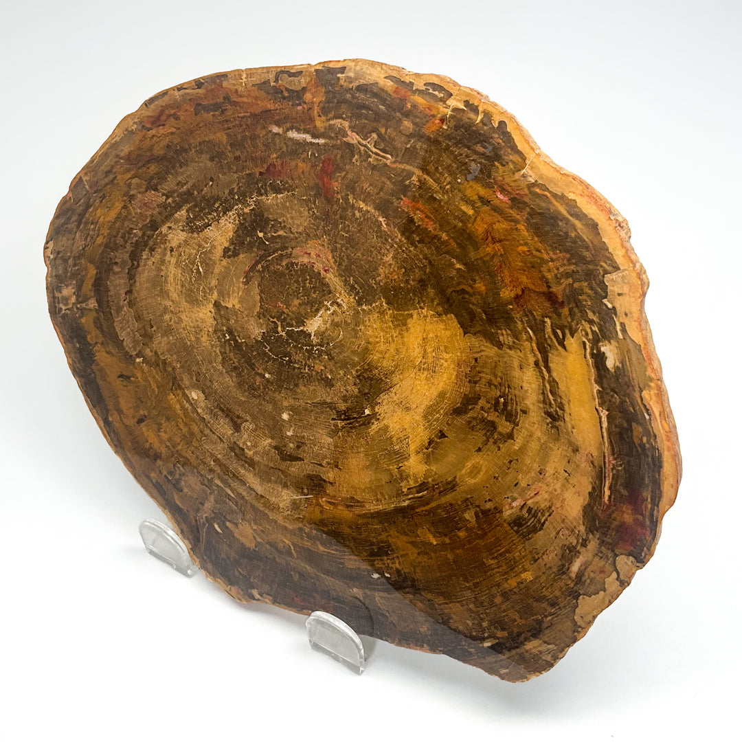Petrified Wood Slice