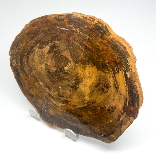 Petrified Wood Slice