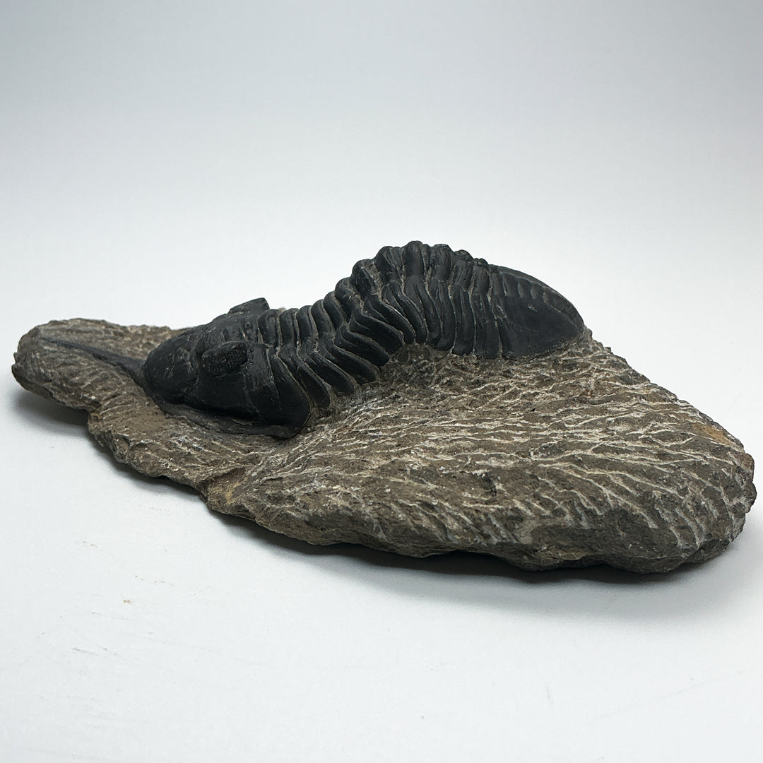 Trilobite Moroccanite Fossil