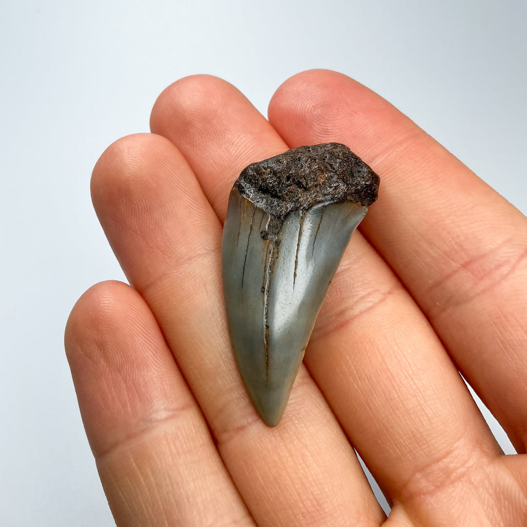 Fossilized Shark Tooth Specimen: Extinct Great White Shark