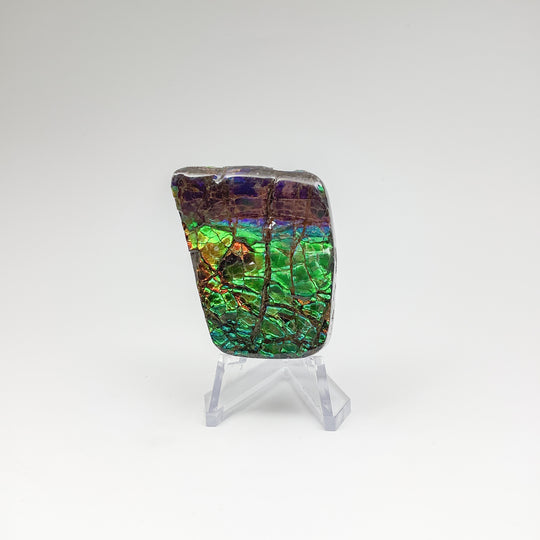 Ammolite Specimen - Rocks and Gems Canada