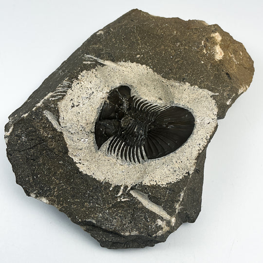 Trilobite Scutellum Fossil