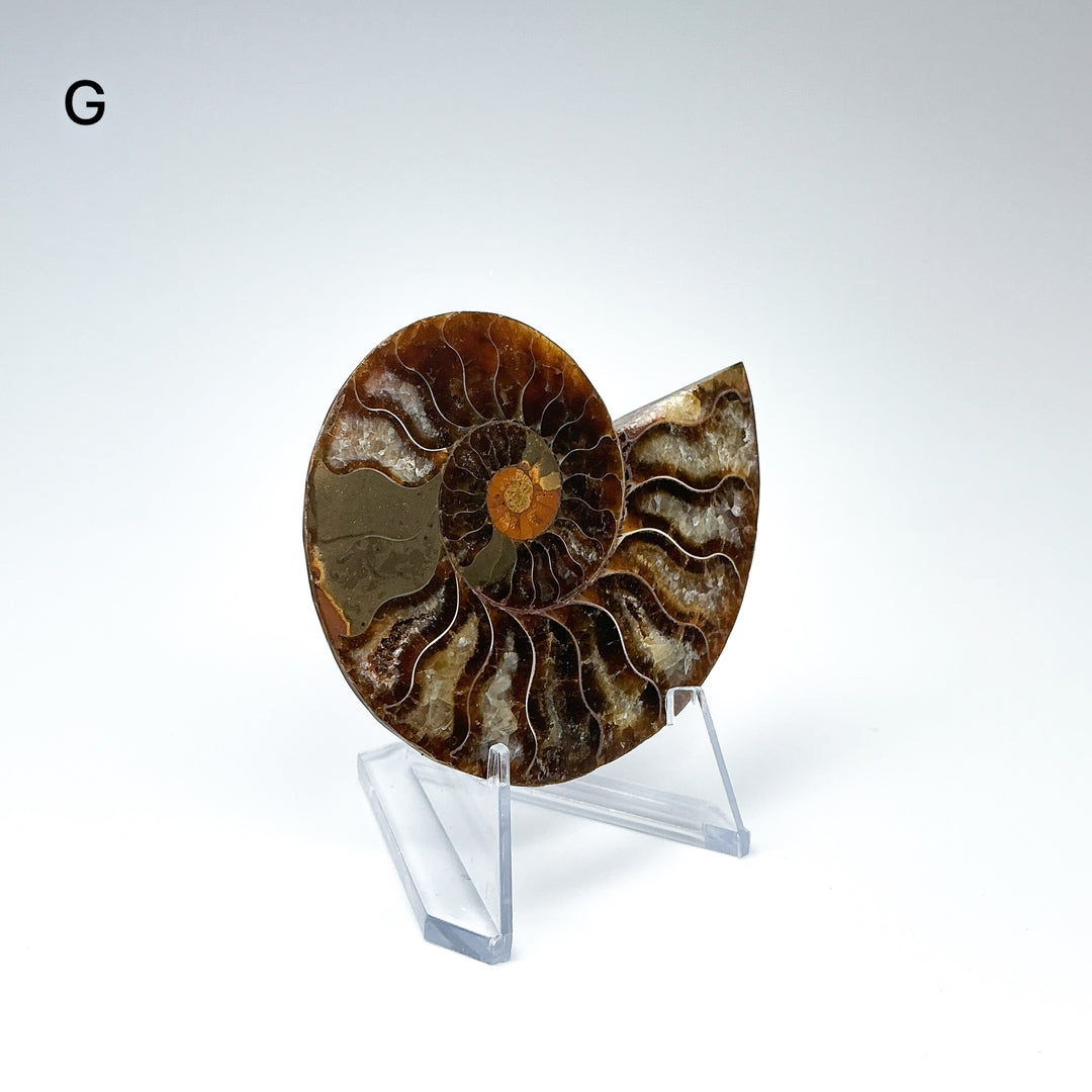 Chambered Ammonite - Rocks and Gems Canada