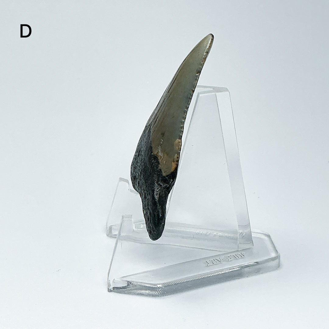 Fossilized Shark Tooth Specimen: Carcharodon Megalodon