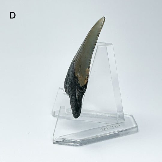 Fossilized Shark Tooth Specimen: Carcharodon Megalodon