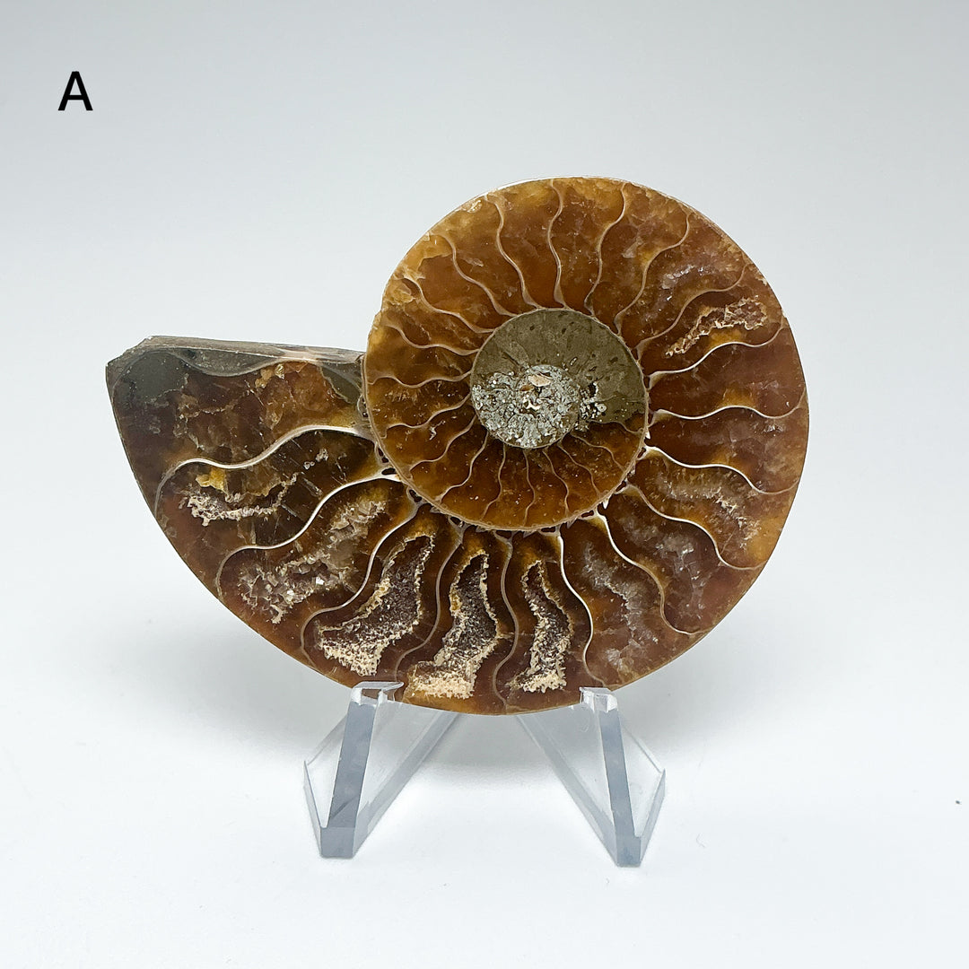 Chambered Ammonite